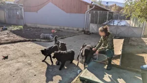 Hunde in einem von Hundepfoten Saarpfalz unterstützten Tierheim