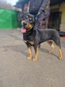 Ara