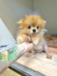 Lil Woof