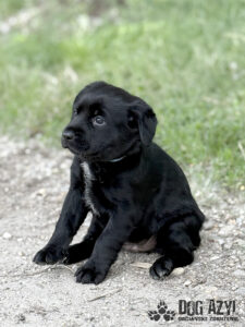 Madox