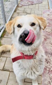 Marzipan