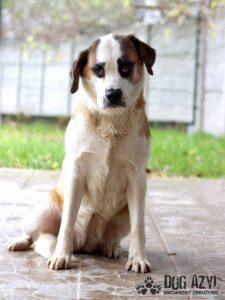Meisha