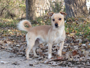 Pippin