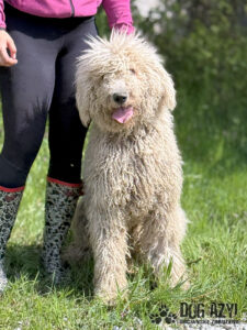 Swiffer