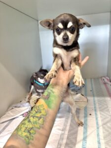 Taipei
