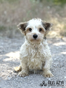 Zorkie