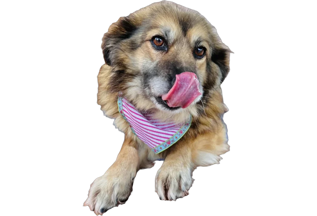 Keya, ein Hund von Hundepfoten SaarPfalz e.V.