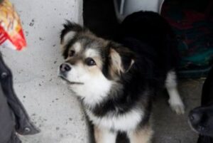 Dag