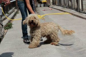 Pepo