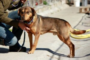 Samson