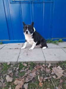 Mexo
