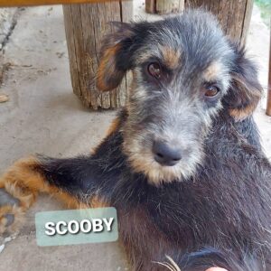 Scooby