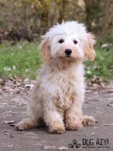Tedi