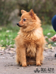 Alfie