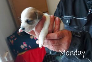 Monday