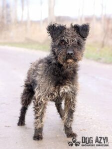 Onyx