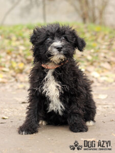 Pepper