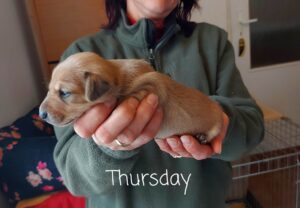 Thursday