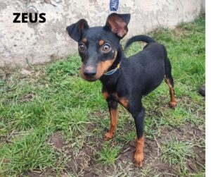 Zeus
