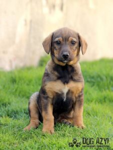 Chendler