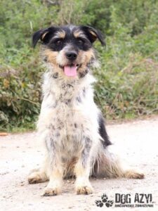 Chico