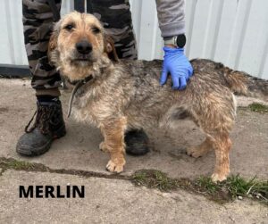 Merlin
