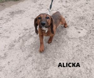Alicka
