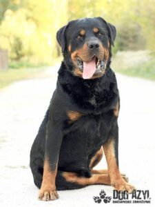 Brumik