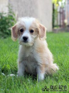 Filippo