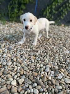 Bilbo