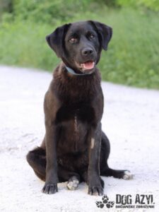 Schatzi