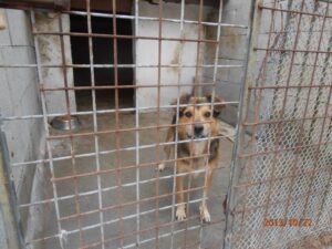 Bobik