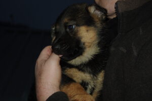 Tobi