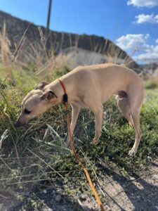 Archibald