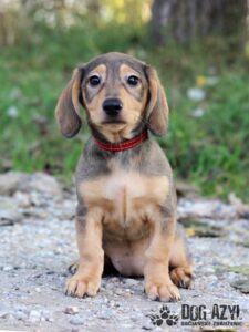 Penny