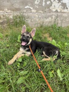 Xena