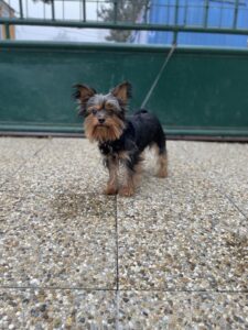 Mateo