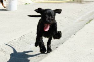 Kiko