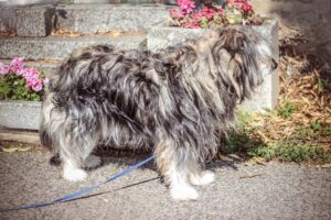 Obelix