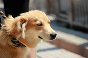 Savannah