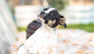Bella