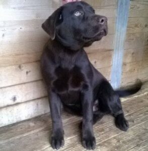 Brutus