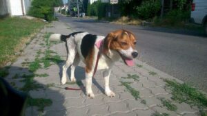 Barney