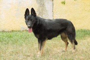 Adela