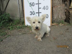 Debie