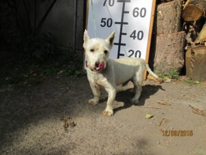 Raimond