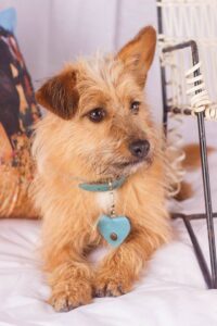 Idefix