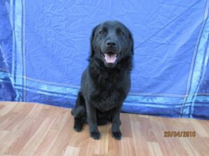 Blacky