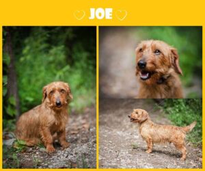 Joe