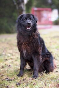 Angus